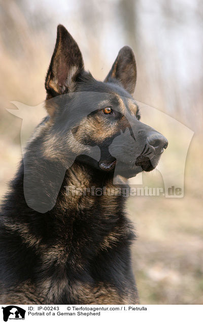 Portrait of a German Shepherd / IP-00243