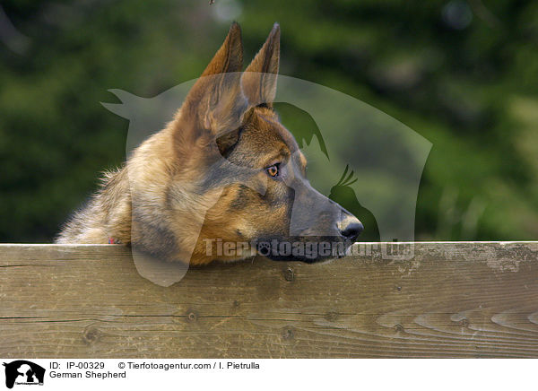 German Shepherd / IP-00329