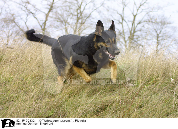 running German Shepherd / IP-00332