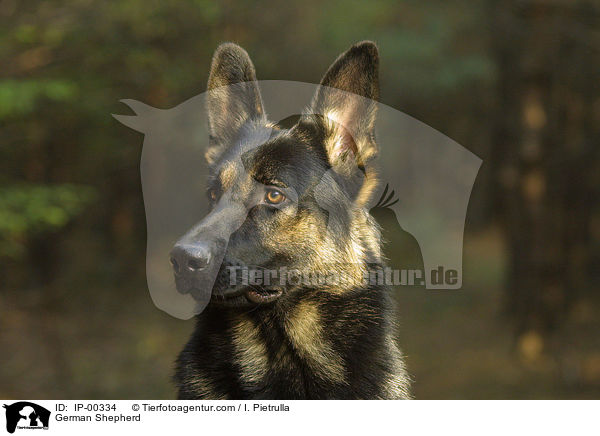Portrait eines Deutschen Schferhundes / German Shepherd / IP-00334