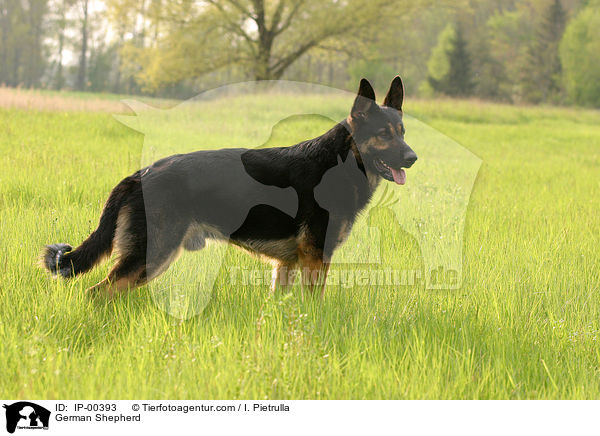 German Shepherd / IP-00393