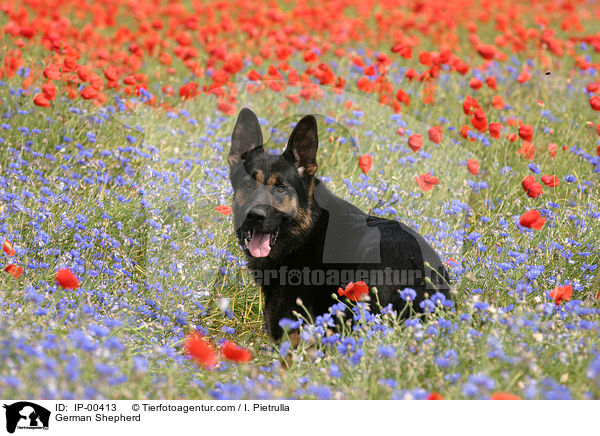 German Shepherd / IP-00413
