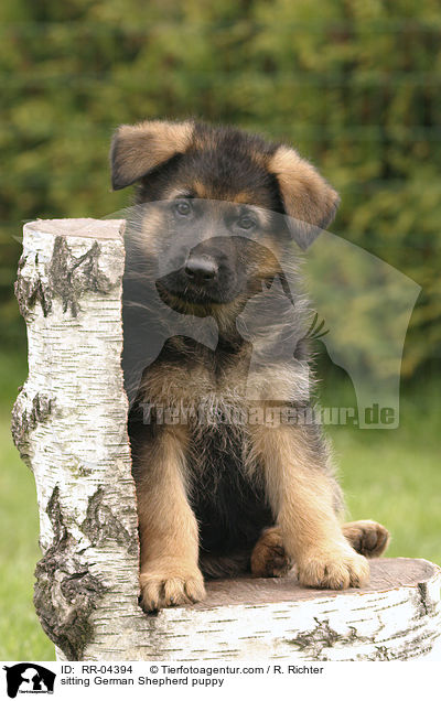 sitting German Shepherd puppy / RR-04394