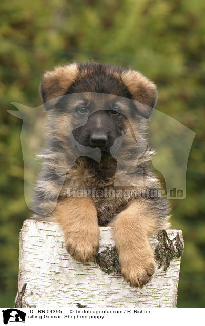 sitting German Shepherd puppy / RR-04395