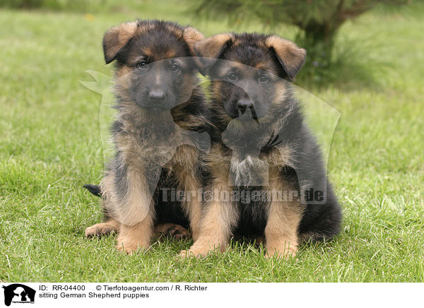sitting German Shepherd puppies / RR-04400