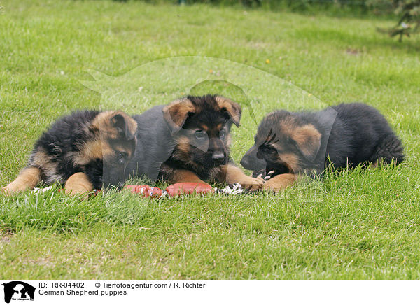 German Shepherd puppies / RR-04402