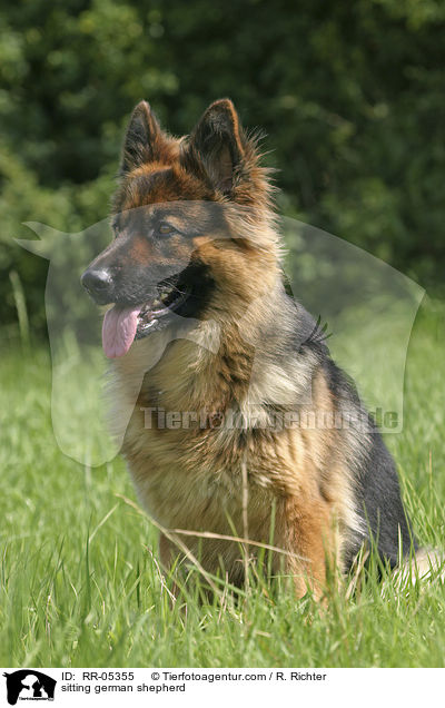 sitting german shepherd / RR-05355