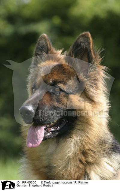German Shepherd Portrait / RR-05356