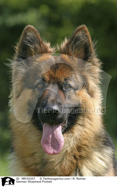 German Shepherd Portrait / RR-05357
