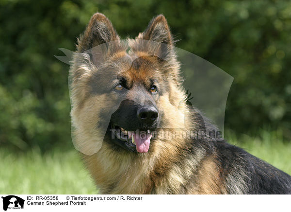 German Shepherd Portrait / RR-05358