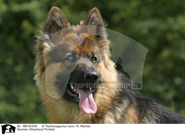 German Shepherd Portrait / RR-05359