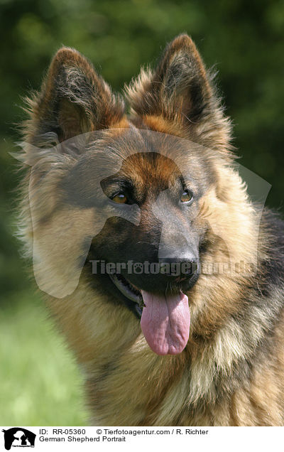 German Shepherd Portrait / RR-05360