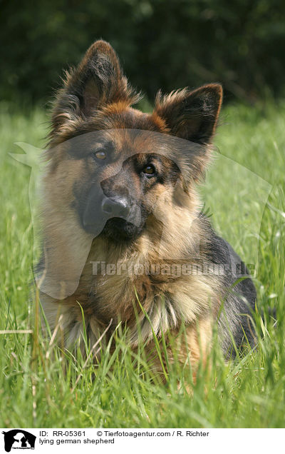 lying german shepherd / RR-05361