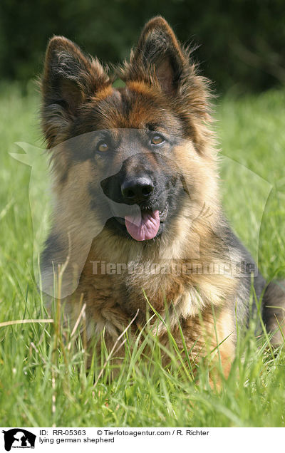 lying german shepherd / RR-05363