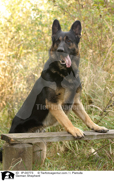 German Shepherd / IP-00773