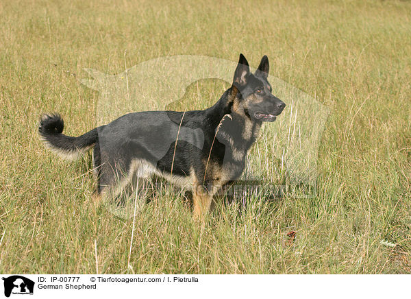 German Shepherd / IP-00777