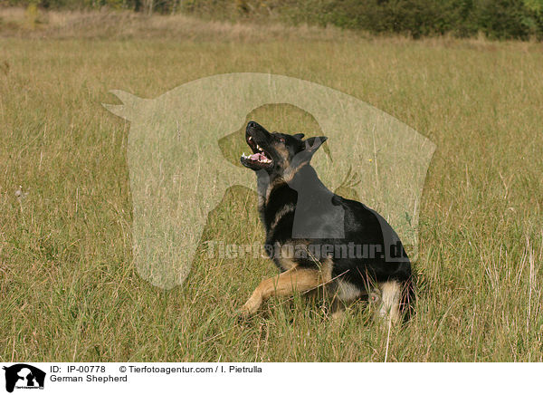 German Shepherd / IP-00778