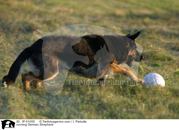 running German Shepherd / IP-01055