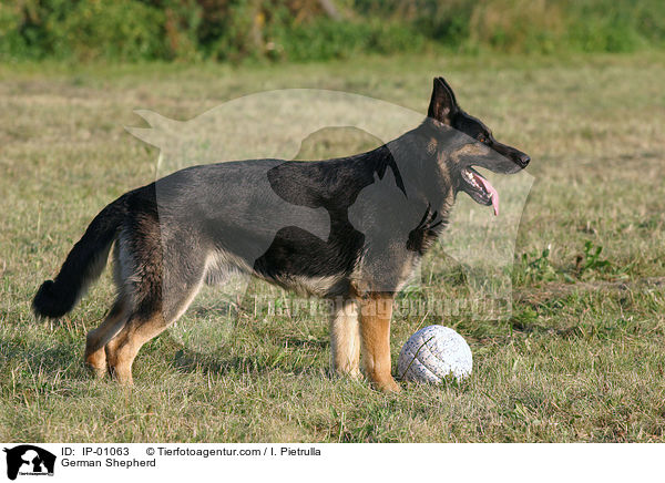 German Shepherd / IP-01063
