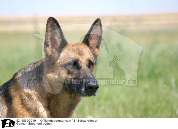 Deutscher Schferhund Portrait / German Shepherd portrait / SS-00919