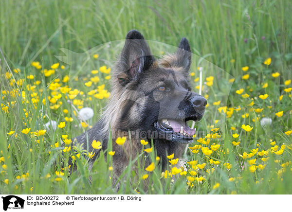 longhaired Shepherd / BD-00272