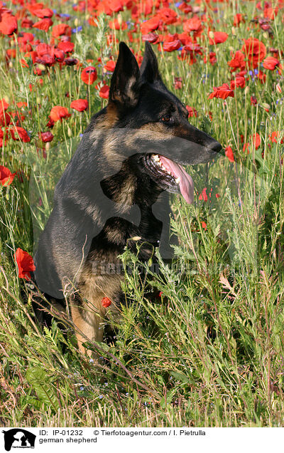 german shepherd / IP-01232