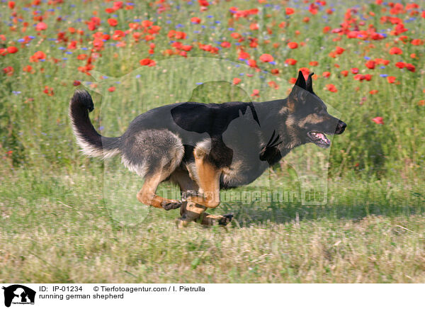 running german shepherd / IP-01234