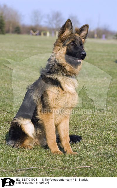 sitting german shepherd / SST-01093