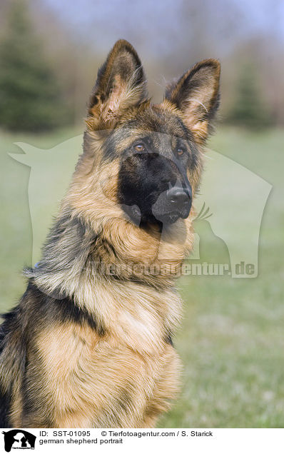 german shepherd portrait / SST-01095