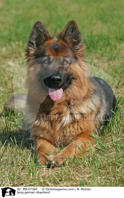 liegender Schferhund / lying german shepherd / RR-07380