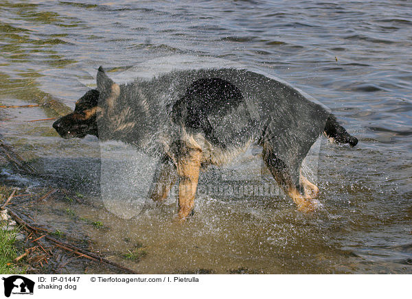 shaking dog / IP-01447