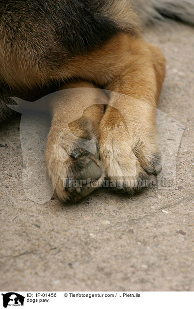 dogs paw / IP-01456
