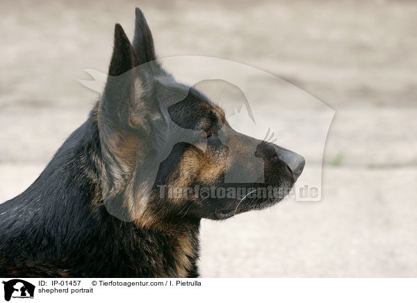 shepherd portrait / IP-01457