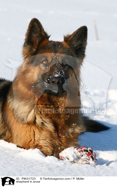 Schferhund im Schnee / shepherd in snow / PM-01723