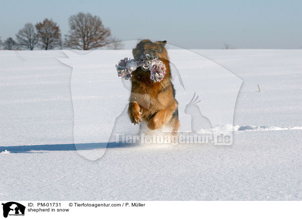 Schferhund im Schnee / shepherd in snow / PM-01731