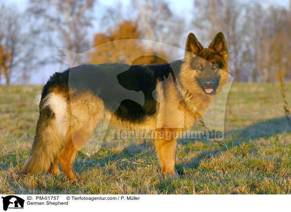 German Shepherd / PM-01757