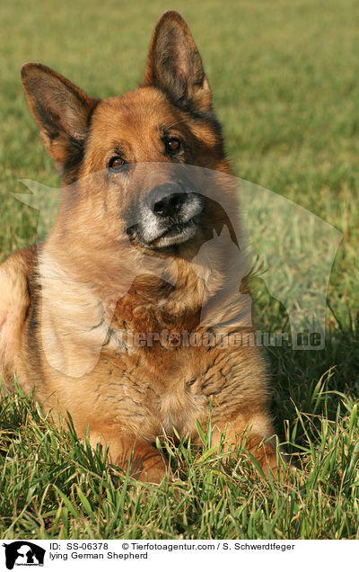 lying German Shepherd / SS-06378