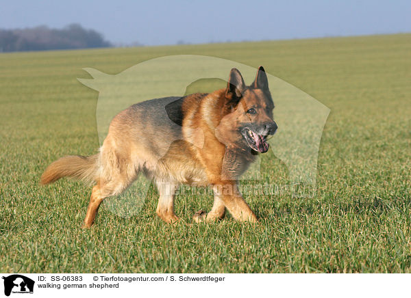 walking german shepherd / SS-06383