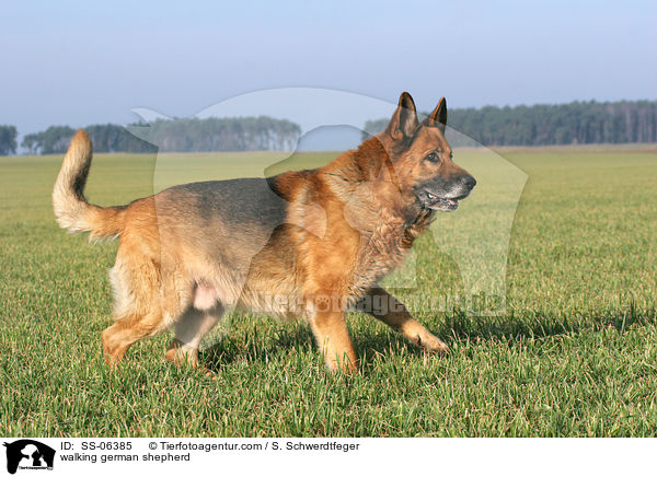 walking german shepherd / SS-06385