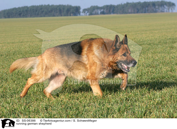 running german shepherd / SS-06386