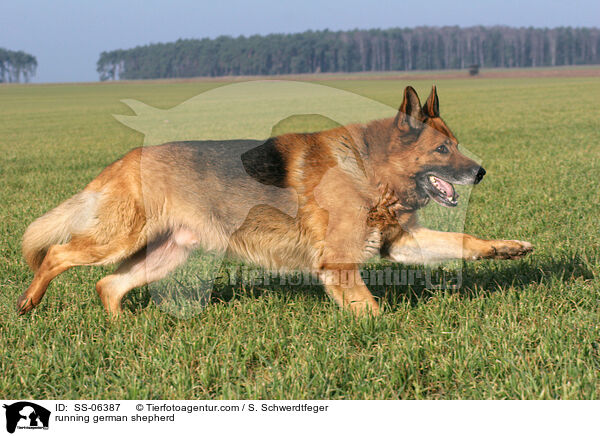 running german shepherd / SS-06387