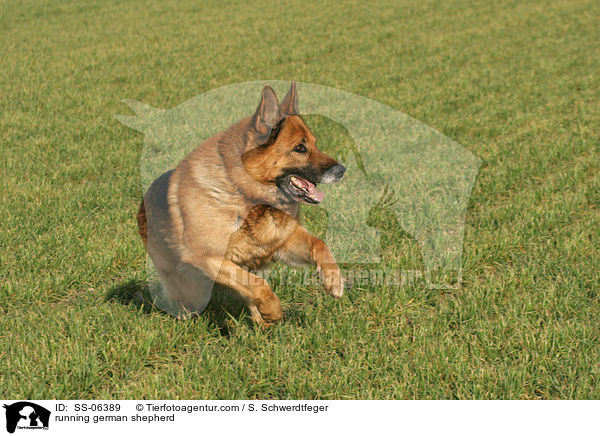 running german shepherd / SS-06389