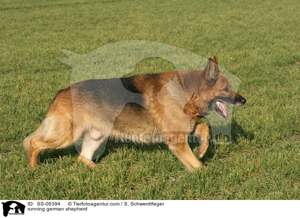 running german shepherd / SS-06394