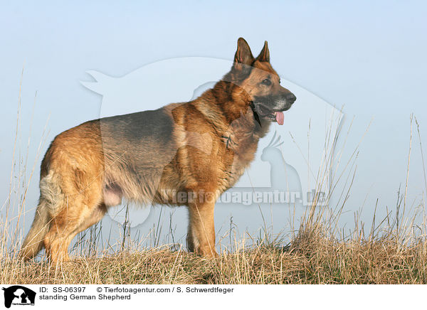 standing German Shepherd / SS-06397