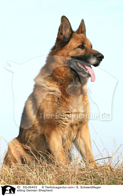 sitting German Shepherd / SS-06403