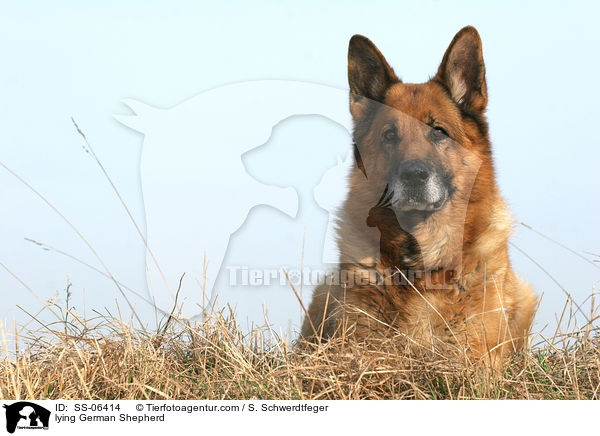 lying German Shepherd / SS-06414