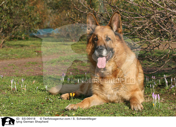 lying German Shepherd / SS-06418