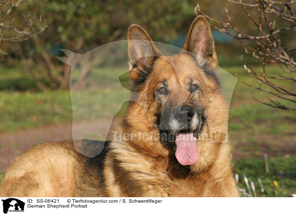 German Shepherd Portrait / SS-06421