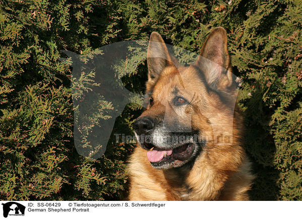 German Shepherd Portrait / SS-06429