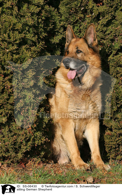 sitting German Shepherd / SS-06430